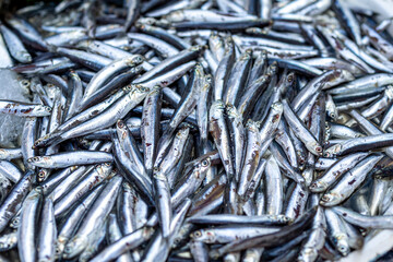 Fototapeta premium fresh anchovies in the Italian market