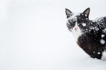 Fototapeta premium winter cat
