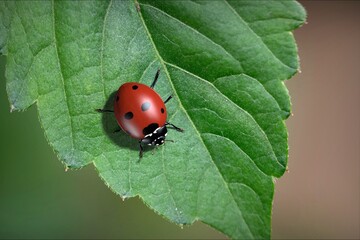 Insects are ladybugs. 3d illustration