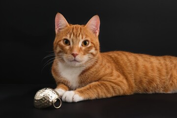 Fototapeta na wymiar Portrait of young honorable arab ginger tabby cat looking at camera on black background. Pets