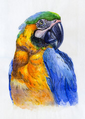 Parrot portrait. Watercolor illustration. Hand drawn animal on white