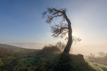 Obraz premium Tree at dawn and in the background a blanket of fog, Tuscany Italy