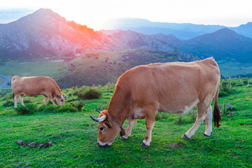 Fototapeta premium Asturian Mountain cattle cow sits on the lawn in a national park among the mountains at sunset