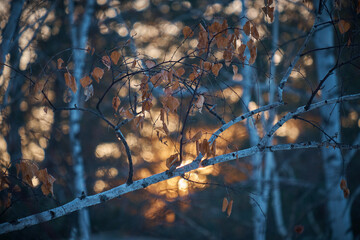 Yellow birch leaves on a tree against a blue sky background