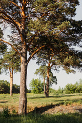 Obraz premium Forest, trees and grass in summer sunlight