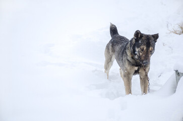 dog stretches in the snow