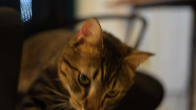 A shot of a curious cute cat!