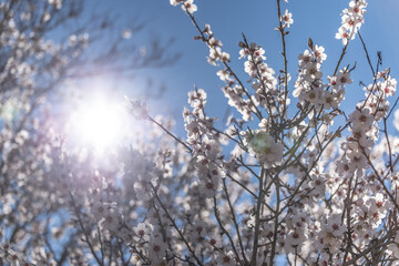 Gentle flowering almond tree. Branches of almond flowers in sunny den on the background of the blue-sky. Selective focus.