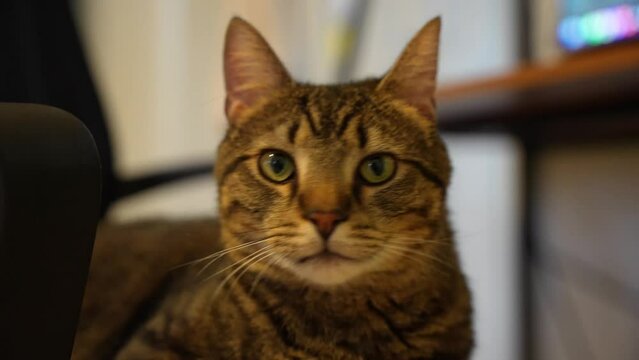 A shot of a curious cute cat!