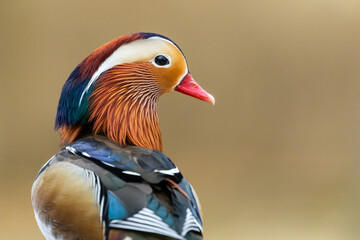 Mandarinente Erpel