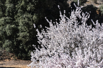 Almond tree flower groowing spring.