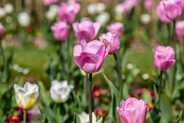 Pretty pink tulips growing in the spring sunshine
