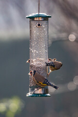 Goldfinches perched on a bird feeder