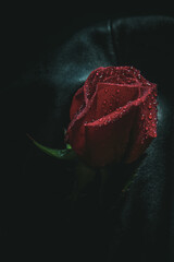 Red rose lies on a black leather cloth with water drops art