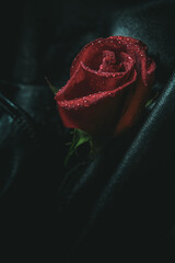 Red rose lies on a black leather cloth with water drops art