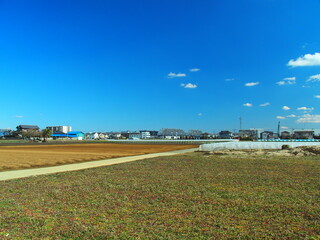 ホトケノザ咲く休耕地と郊外の畑風景