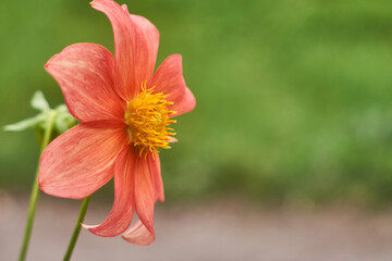 Dahlia coccinea