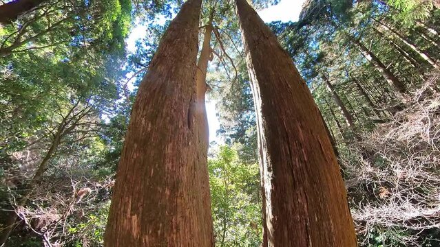 筑波山登山道の杉の大木を見上げる