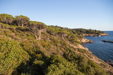 Fototapeta na wymiar A sea of dark green umbrella pines stretches over the hills with a view over the beautiful crystalline blue mediterranean sea at the nature reserve along the trail Sentier du littoral, Saint Tropez 