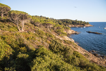 Fototapeta na wymiar A sea of dark green umbrella pines stretches over the hills with a view over the beautiful crystalline blue mediterranean sea at the nature reserve along the trail Sentier du littoral, Saint Tropez 