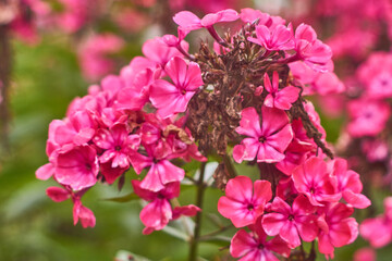 Phlox paniculata