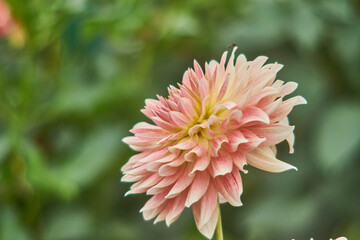 Dahlia pinnata 