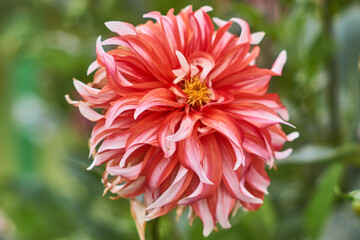 Obraz premium Decorative dahlias Bristol Stripe