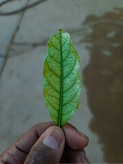 leaf held by hand 