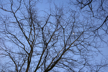 Urban forest in winter