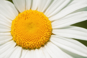 Yellow flower with white petals is outdoors, close-up.