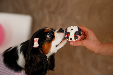 Birthday for a dog of breed Cavalier King Charles Spaniel. Happy dog eats delicious cake and licks...