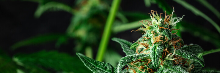 Cannabis plant in bloom panorama. Flowering marijuana plant with white and yellow stigmas and many trichomes