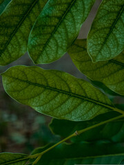 Naklejka na ściany i meble green leaves in the forest