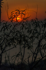 sunset over the sea behind the branches of trees