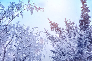 snow covered branches of trees
