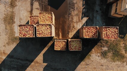 apple boxes. apple harvest. apple crop. forklift loader stacks large wooden boxes, full of freshly harvested apples, on top of each other. outdoors. aerial view. top down. apple farming