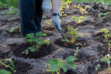 Fototapeta premium Farmer loosening soil next to young organic strawberry plants in the garden. Close up