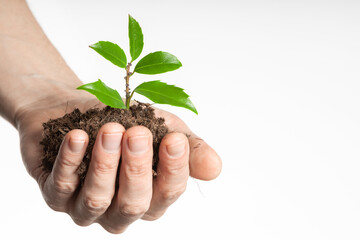 Business growth concept, seedling in hand grows on the ground