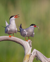 Common Tern  - Sterna hirundo - two adult birds at a wetland near the nest