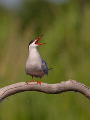 Common Tern  - adult bird near the nest at the wetland