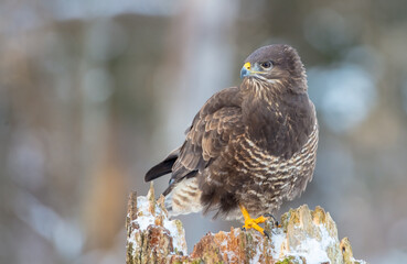 Common Buzzard in winter at a wet forest