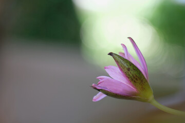 purple lotus flower with nature green light bokeh