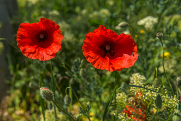 poppies in spring in may in a green field