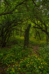 Fototapeta premium wood anemone, spring flowers in the beech forest