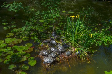 pond with red -eared turtles Crimea