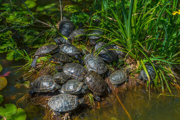 Fototapeta premium pond with red -eared turtles Crimea