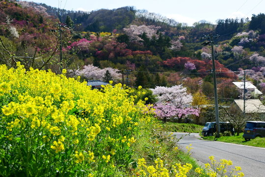 山里の春。福島、日本。４月上旬。