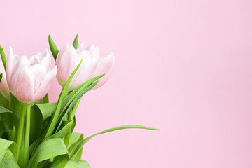 Beautiful delicate bouquet of tulip flowers on pink background with copy space