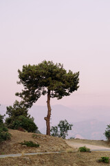 Obraz premium Beautiful tree in the mountains with lovely pink sky in background