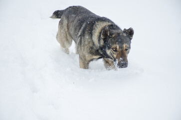 the dog sniffs the snow